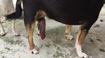 Male Chihuahua Dog Penis Erection 庫 存 影 片 (100% 免 版 稅) 10172